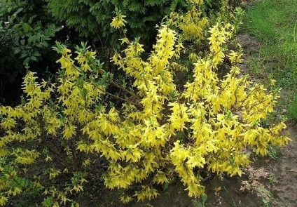 Forsythia - ültetés és gondozás, reprodukció, fajtaleírási