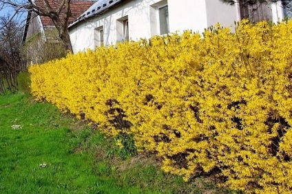 Forsythia - ültetés és gondozás, reprodukció, fajtaleírási