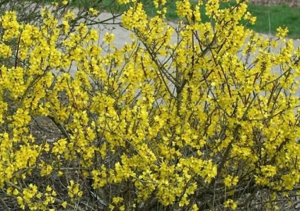 Forsythia - ültetés és gondozás, reprodukció, fajtaleírási