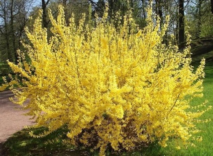 Forsythia - ültetés és gondozás, reprodukció, fajtaleírási