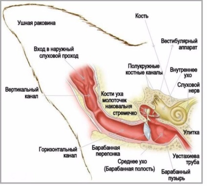 Vérömleny a fül egy macska, a macska a fül kezelésére és megelőzésére