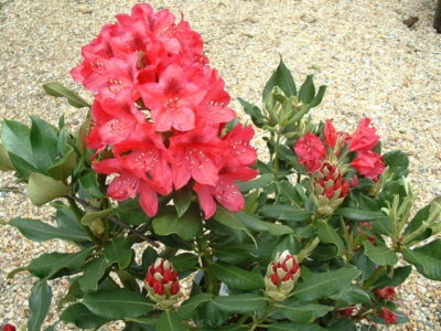 Rhododendron Hybrid - Nova Zembla terep, ültetés és gondozás, leírását
