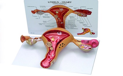 Nőgyógyászati, nőgyógyászati vétel (kardiológia Oncology Nőgyógyászati) Nőgyógyászati, nőgyógyász kinevezés