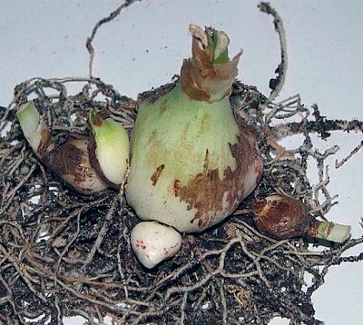 Hippeastrum és Amaryllis - a főbb különbségek és képek