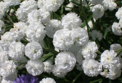 Gypsophila évelő termesztése és gondozása