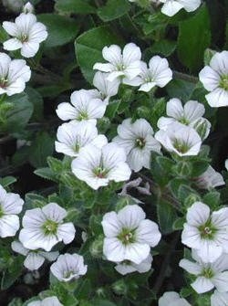 Gypsophila évelő termesztése és gondozása