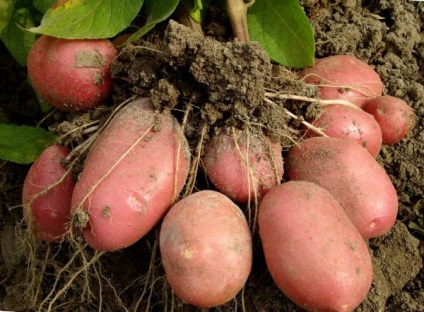 Holland burgonya termesztés-technológiát, kertész