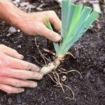 Holland burgonya termesztés-technológiát