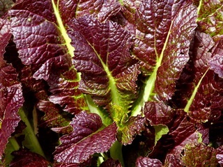 Mustár saláta levelek agrotechnika növényi növekedés