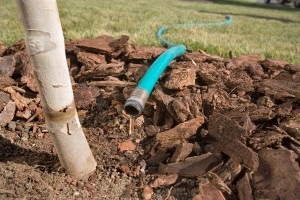 Hortenzia paniculata ültetés és gondozás