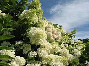 Hortenzia paniculata ültetés és gondozás