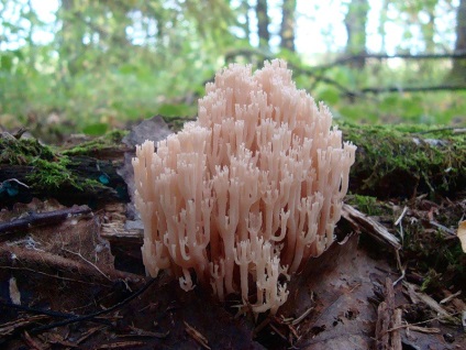 Gombák rénszarvas szarvak leírás, ehető vagy mérgező, hogyan kell főzni, fotó, videó