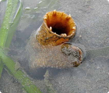 Geoduck (latin: