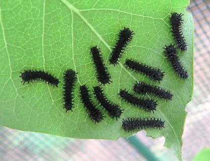 Caterpillar mi álmok, mit álmodik hernyó, zöld és fekete