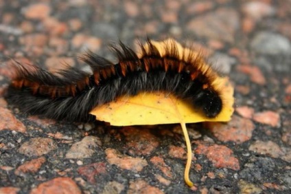 Caterpillar mi álmok, mit álmodik hernyó, zöld és fekete (lövés) Caterpillar mi álmok, mit álmodik hernyó, zöld és fekete
