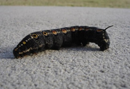 Caterpillar mi álmok, mit álmodik hernyó, zöld és fekete