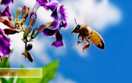 Hogyan lehet gyorsan növelni a tavaszi méhek teszik törzsek és bővíteni a fészek
