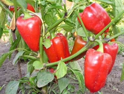 Milyen vitaminokat édes (bolgár) paprika