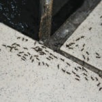 Hogyan lehet megszabadulni a repülő hangyák ellenőrzési módszerek