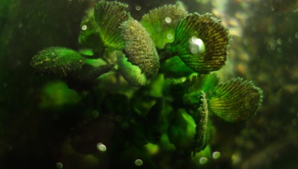 Hogyan lehet megszabadulni a zöld az akváriumban