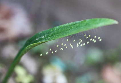 Hogyan lehet megszabadulni a lacewings a házban, azok okait