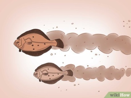 Hogyan lehet elkapni a lepényhal
