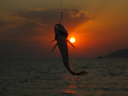 Hogyan lehet elkapni a lepényhal - mi elkapni lepényhal - hobbi és szórakozás - egyéb