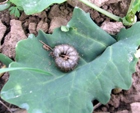Ahogy a kertben, hogy megszabaduljon a pillangó hernyó cutworm