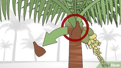 Ahogy a termény pálma (Palm) Hogyan lehet csökkenteni egy pálmafa