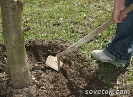 Hogyan újraéleszteni a régi almafa, sovetok