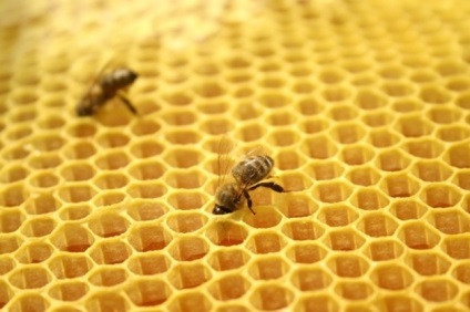 Hogyan szedd ki a mézelő méh, élettartam érdekében