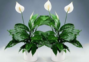 Hogyan lehet leküzdeni a súlyos betegségek és kártevők Spathiphyllum, kis trükköket (kártevők) Hogyan lehet leküzdeni a súlyos betegségek és kártevők Spathiphyllum, kis trükköket