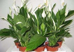 Hogyan lehet leküzdeni a súlyos betegségek és kártevők Spathiphyllum, kis trükköket (Spathiphyllum) Hogyan lehet leküzdeni a súlyos betegségek és kártevők Spathiphyllum, kis trükköket