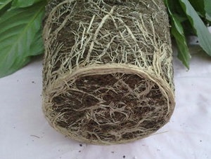Hogyan lehet leküzdeni a súlyos betegségek és kártevők Spathiphyllum, kis trükköket (betegség) Hogyan lehet leküzdeni a súlyos betegségek és kártevők Spathiphyllum, kis trükköket