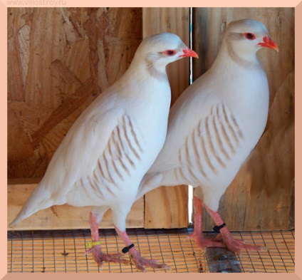Hogyan kell tartani és tenyészteni az otthoni chukar (fogoly hegy) Hogyan kell tartani és tenyészteni chukar otthon