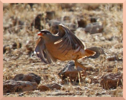 Ahogy tartalmaznak chukar és fajta otthoni (hegyi fogoly) Hogyan kell tartani és tenyészteni chukar otthon