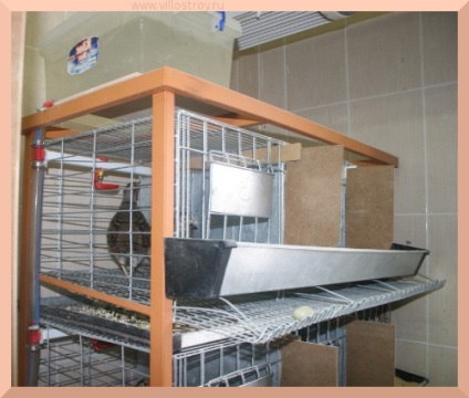 Ahogy tartalmaznak chukar és a fajta az otthoni (hígítás chukar) Hogyan kell tartani és tenyészteni chukar otthon