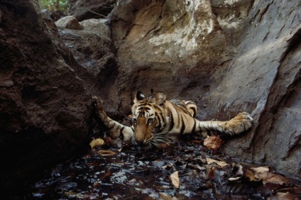 Hogyan válhat egy fotós a National Geographic Magazine (lesz) Hogyan válhat egy fotós a National Geographic Magazine
