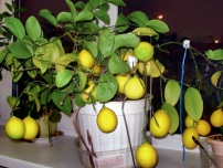 Hogyan lehet felgyorsítani a virágzás citrusfélék, virágok a házban (villa)