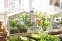 Hogyan növekszik padlizsán és üvegházban a kertben tenyésztési körülmények és a mezőgazdasági technikák