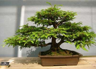 Hogyan növekszik bonsai magokból otthon szép fele