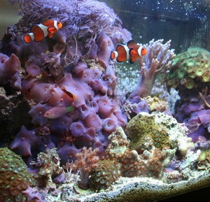 Hogyan növekszik a korallzátony a tengeri akvárium akvárium