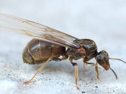 Hogyan törölheti szárnyas hangyák egy magánházban