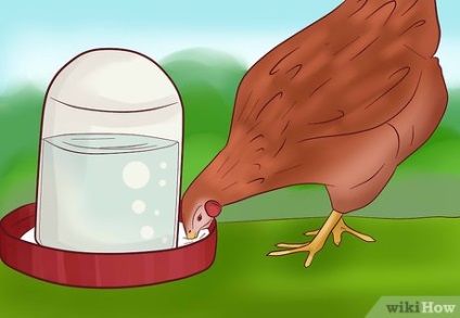 Hogyan lehet pénzt a tartalmát csirkék
