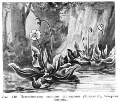 Class képződmények - tőzegmoha (ló) mocsári (sphagniherbosa), a földrajz, a növények, collectedpapers