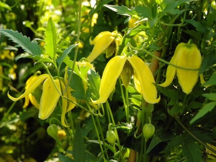 Clematis Tangut ültetés és gondozás, fotó