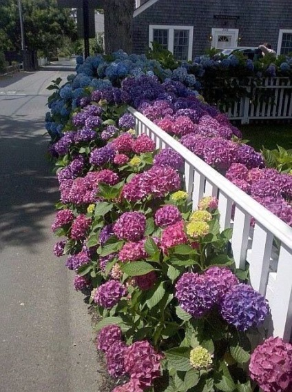 Virágágyás a kerítés mentén 30 luxus lehetőség, élni a városon kívül