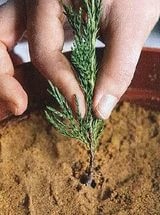 Juniper terem - leszállás szabályok és jellemzői ellátás az otthoni