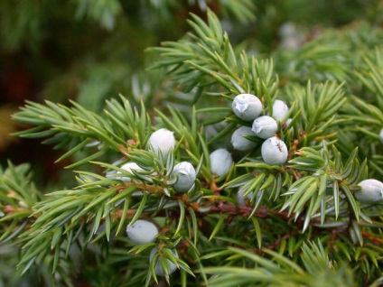 Juniper terem - leszállás szabályok és jellemzői ellátás az otthoni