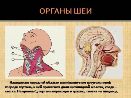 Комок в горлі при ковтанні - небезпечний симптом